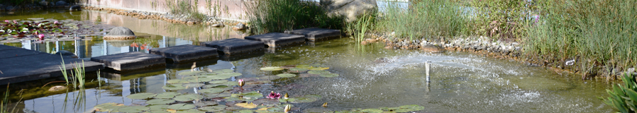 Teich vor Haus Aabach